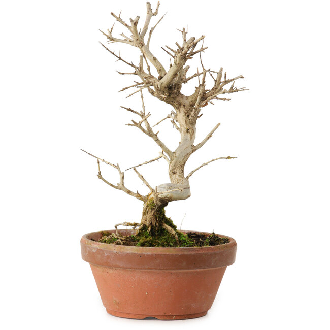 Punica granatum, 16 cm, ± 15 anni, con nebari di 2 cm