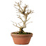 Punica granatum, 16 cm, ± 15 anni, con nebari di 2 cm