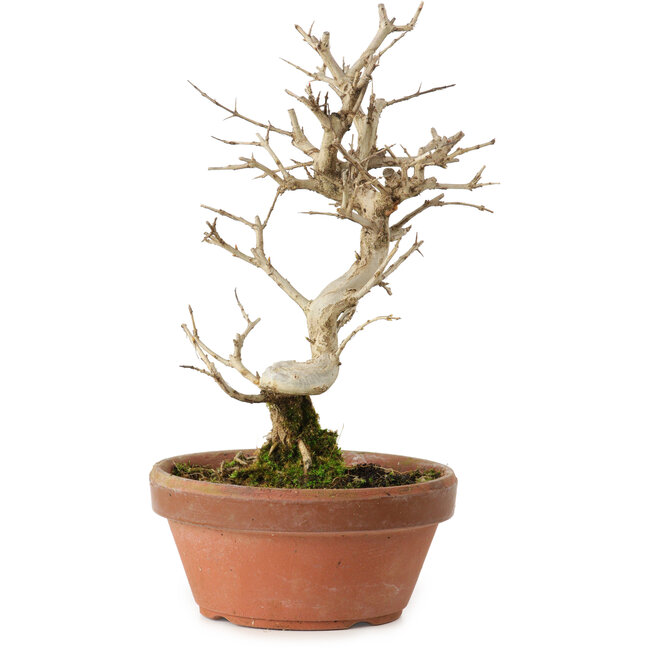 Punica granatum, 16 cm, ± 15 years old, with a nebari of 2 cm