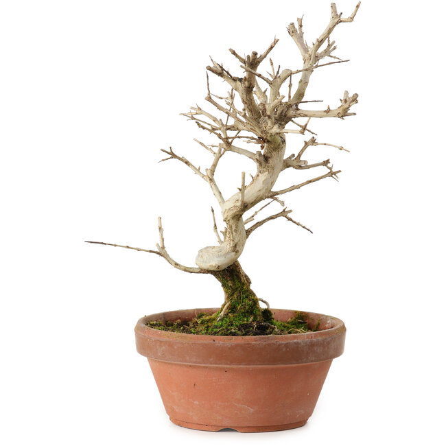 Punica granatum, 16 cm, ± 15 years old, with a nebari of 2 cm