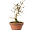 Punica granatum, 16 cm, ± 15 anni, con nebari di 2 cm
