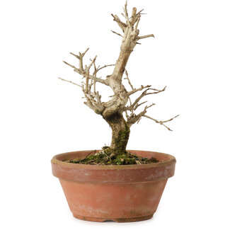 Granatapfel (Punica granatum), 16 cm, ca. 15 Jahre alt