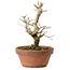 Punica granatum, 16 cm, ± 15 anni, con nebari di 2 cm