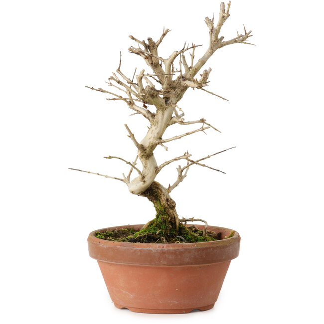 Granatapfel (Punica granatum), 16 cm, ca. 15 Jahre alt, mit einem Wurzelansatz von 2 cm