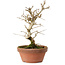 Punica granatum, 16 cm, ± 15 anni, con nebari di 2 cm