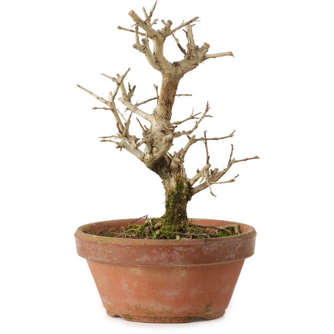 Granatapfel (Punica granatum), 16 cm, ca. 15 Jahre alt, mit einem Wurzelansatz von 2 cm