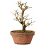 Punica granatum, 16 cm, ± 15 anni, con nebari di 2 cm