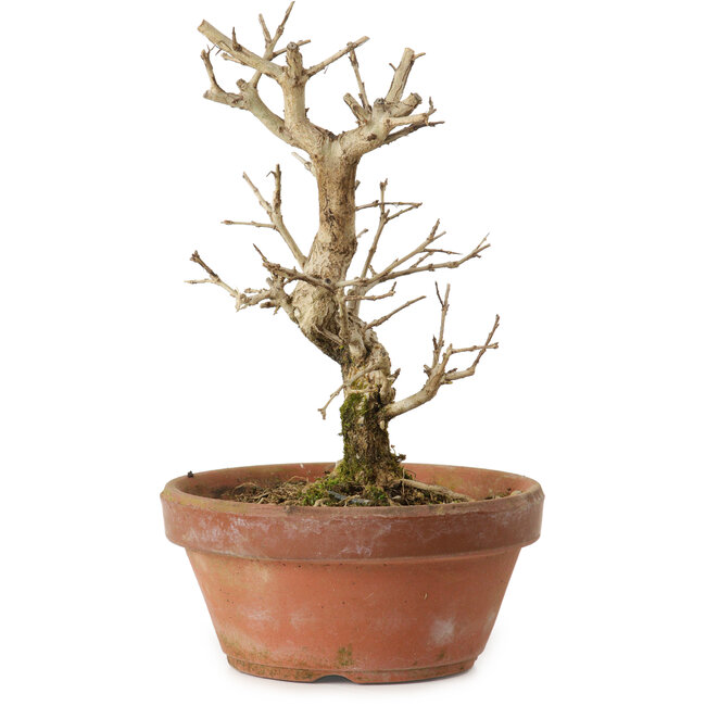 Granatapfel (Punica granatum), 16 cm, ca. 15 Jahre alt, mit einem Wurzelansatz von 2 cm