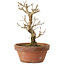 Punica granatum, 16 cm, ± 15 anni, con nebari di 2 cm