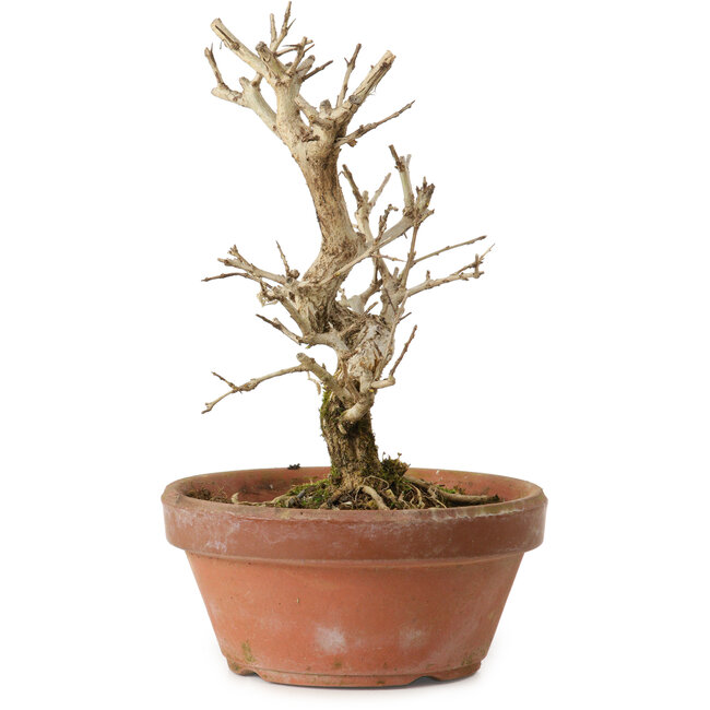 Punica granatum, 16 cm, ± 15 anni, con nebari di 2 cm