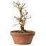 Punica granatum, 16 cm, ± 15 anni, con nebari di 2 cm