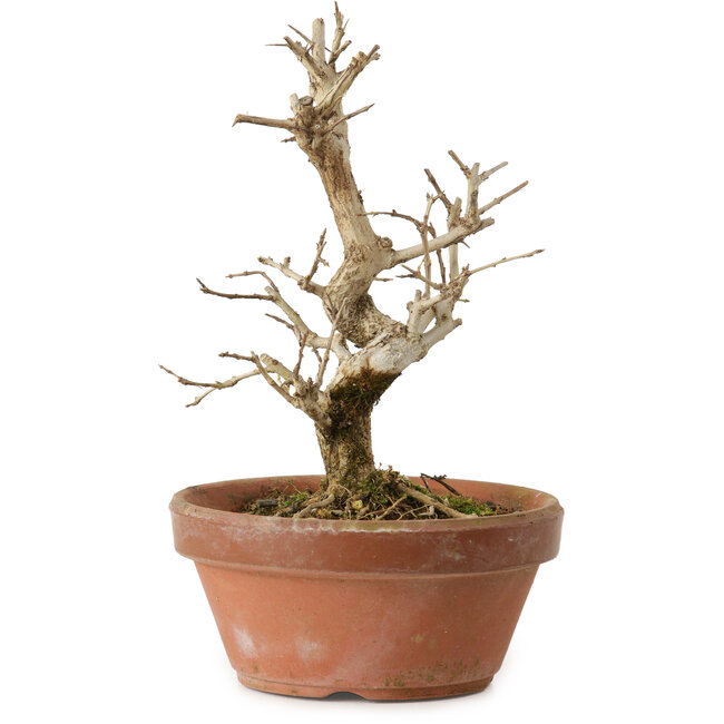 Punica granatum, 16 cm, ± 15 anni, con nebari di 2 cm