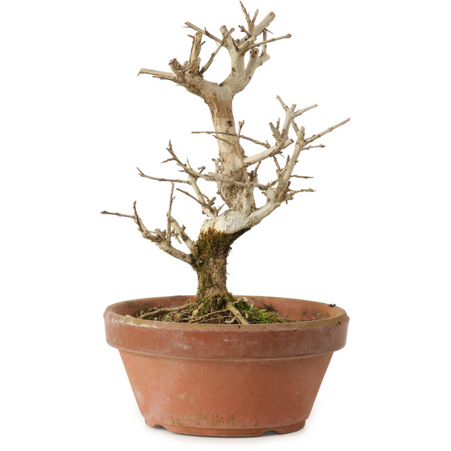 Punica granatum, 16 cm, ± 15 años de edad, con un nebari de 2 cm