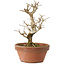 Punica granatum, 16 cm, ± 15 anni, con nebari di 2 cm