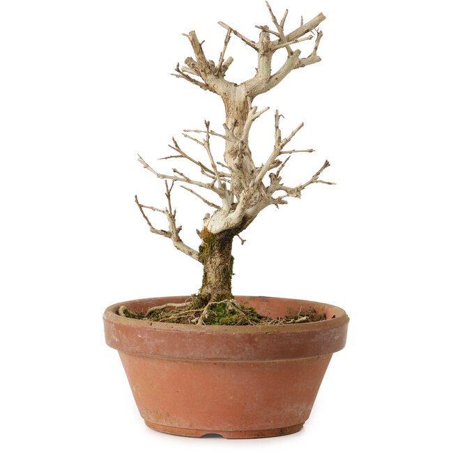 Punica granatum, 16 cm, ± 15 años de edad, con un nebari de 2 cm