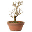 Punica granatum, 16 cm, ± 15 anni, con nebari di 2 cm