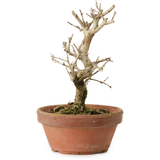 Punica granatum, 16 cm, ± 15 jaar oud, met een nebari van 2 cm