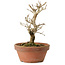 Punica granatum, 16 cm, ± 15 anni, con nebari di 2 cm