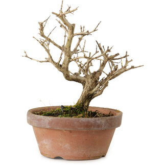 Punica granatum, 16 cm, ± 15 jaar oud