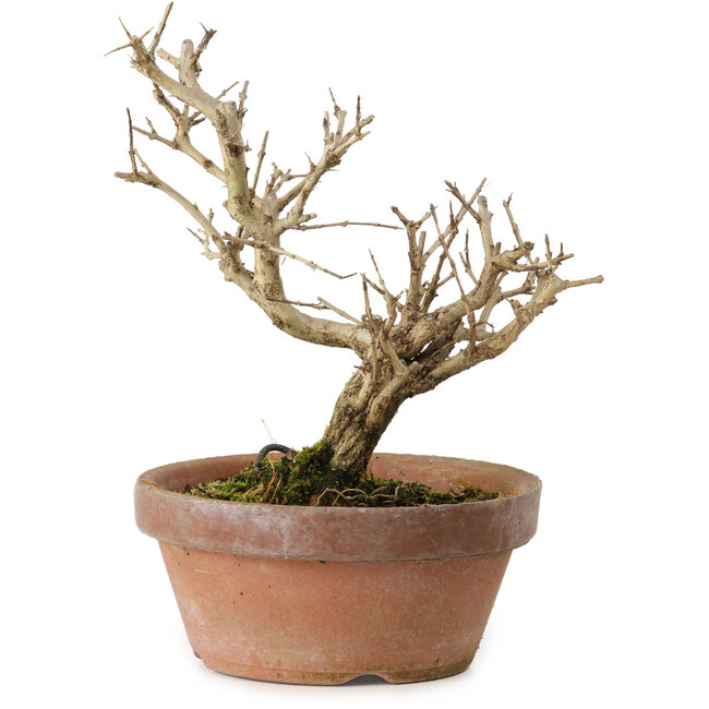 Punica granatum, 16 cm, ± 15 años de edad, con un nebari de 2 cm