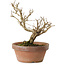 Punica granatum, 16 cm, ± 15 anni, con nebari di 2 cm