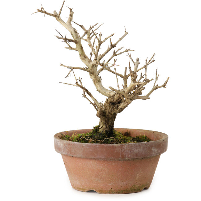 Granatapfel (Punica granatum), 16 cm, ca. 15 Jahre alt, mit einem Wurzelansatz von 2 cm