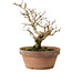 Punica granatum, 16 cm, ± 15 anni, con nebari di 2 cm