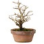 Punica granatum, 16 cm, ± 15 anni, con nebari di 2 cm