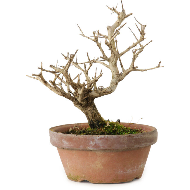 Punica granatum, 16 cm, ± 15 años de edad, con un nebari de 2 cm