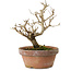 Punica granatum, 16 cm, ± 15 anni, con nebari di 2 cm