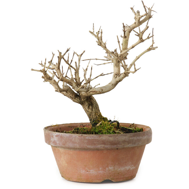 Punica granatum, 16 cm, ± 15 anni, con nebari di 2 cm