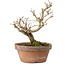 Punica granatum, 16 cm, ± 15 anni, con nebari di 2 cm