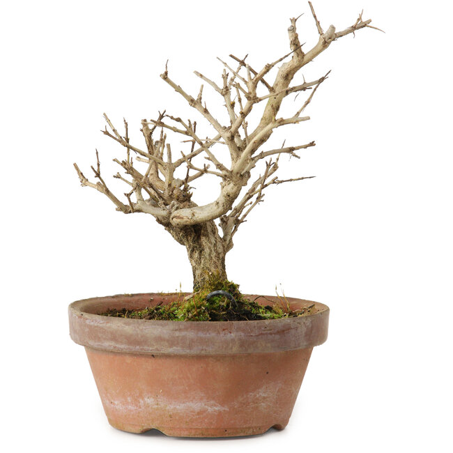 Punica granatum, 16 cm, ± 15 años de edad, con un nebari de 2 cm