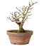 Punica granatum, 16 cm, ± 15 anni, con nebari di 2 cm