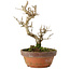 Punica granatum, 16 cm, ± 15 anni, con nebari di 2 cm