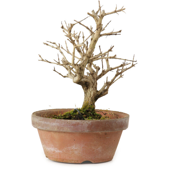 Punica granatum, 16 cm, ± 15 years old, with a nebari of 2 cm