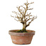 Punica granatum, 16 cm, ± 15 anni, con nebari di 2 cm