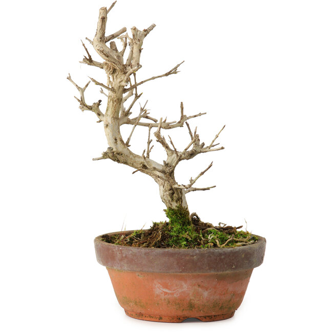 Punica granatum, 16 cm, ± 15 ans, avec un nebari de 2 cm