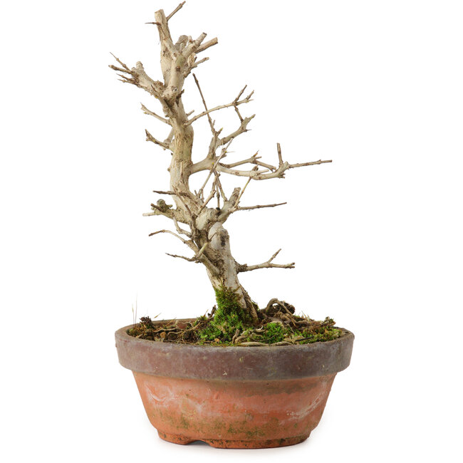 Punica granatum, 16 cm, ± 15 years old, with a nebari of 2 cm