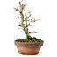 Punica granatum, 16 cm, ± 15 anni, con nebari di 2 cm