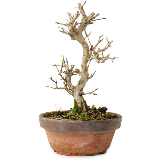 Punica granatum, 16 cm, ± 15 años de edad, con un nebari de 2 cm