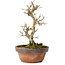 Punica granatum, 16 cm, ± 15 anni, con nebari di 2 cm