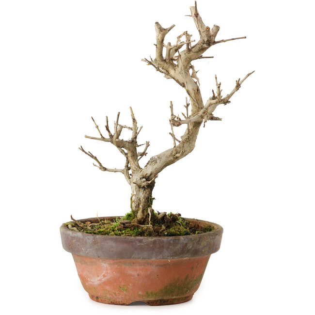 Punica granatum, 16 cm, ± 15 anni, con nebari di 2 cm