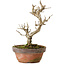 Punica granatum, 16 cm, ± 15 anni, con nebari di 2 cm