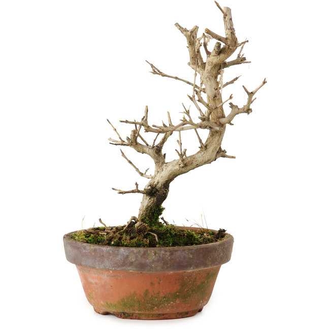 Punica granatum, 16 cm, ± 15 anni, con nebari di 2 cm
