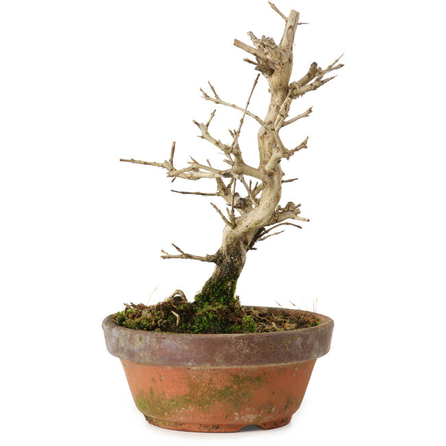 Punica granatum, 16 cm, ± 15 años de edad, con un nebari de 2 cm