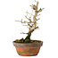 Punica granatum, 16 cm, ± 15 anni, con nebari di 2 cm