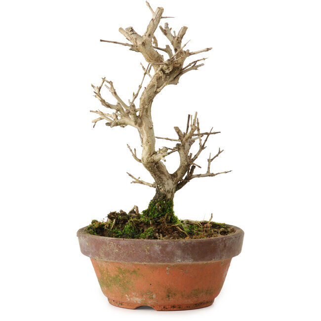 Punica granatum, 16 cm, ± 15 anni, con nebari di 2 cm