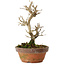 Punica granatum, 16 cm, ± 15 anni, con nebari di 2 cm
