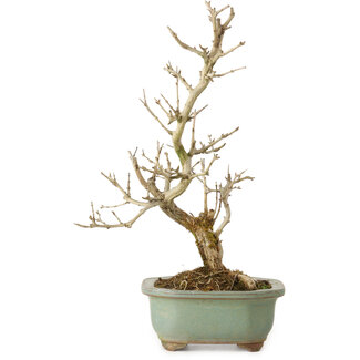 Punica granatum, 26 cm, ± 15 años de edad